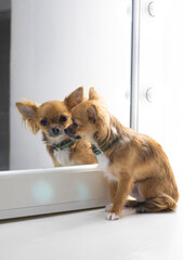 Chihuahua puppy looks in the mirror, white background, photo studio