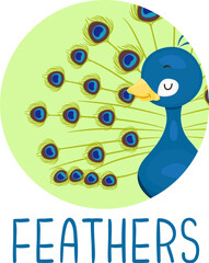 Animal Body Part Peacock Feathers Illustration