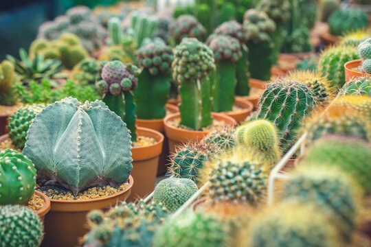 cactus in pot for decorate garden. vintage style picture. Image has shallow depth of field. Gymnocalycium