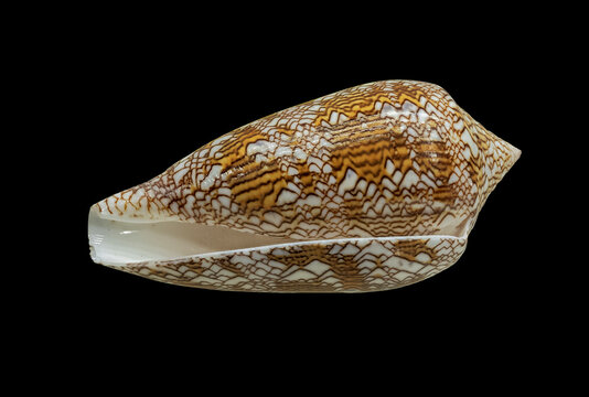 Shell of Marine Mollusk Conus Textile (Latin Name). Side View. Isolated On Black Background