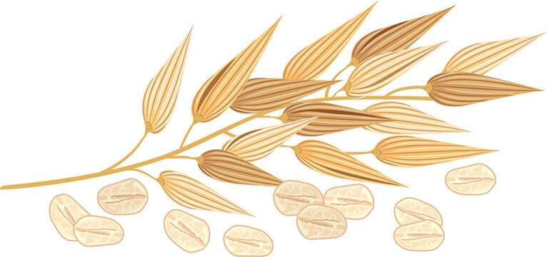 Oats Leaf Grains Illustration