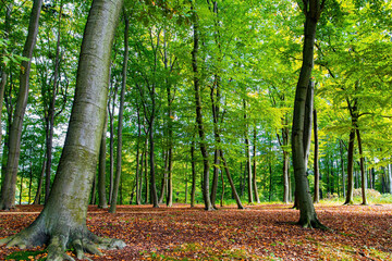 Naklejka premium Magnificent shady park