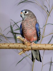 Ein Bourkesittich (Neopsephotus bourkii) in einer Voliere.