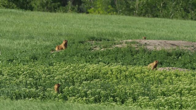 Marmot colony in the grassland. Family of bobak marmots