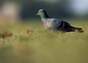 pigeon on the grass. Columba livia. The rock dove, rock pigeon, or common pigeon is a member of the bird family Columbidae.