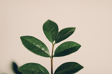 green leaves on white background