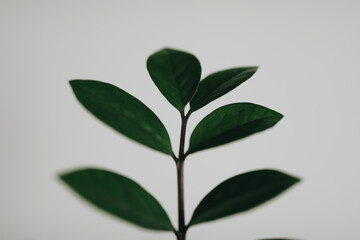 green leaves isolated on white background