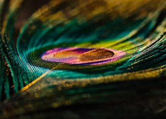 Gordijnen peacock feather texture. Peafowl feather background. Mor pankh. © Jalpa Malam