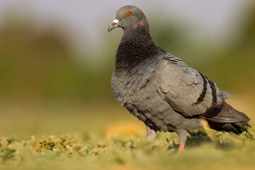 pigeon on the grass. The rock dove, rock pigeon, or common pigeon is a member of the bird family Columbidae. Columba livia.