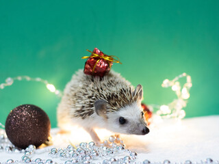 African decorative hedgehog with prickly New Year's gift, exotic pet