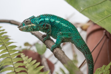 Awesome Panther chameleon (Furcifer pardalis) rests placidly on a branch while waiting to hunt insects in the wild