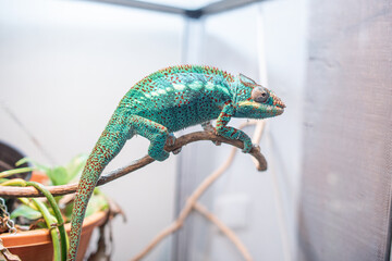 Awesome Panther chameleon (Furcifer pardalis) rests placidly on a branch while waiting to hunt insects in the wild