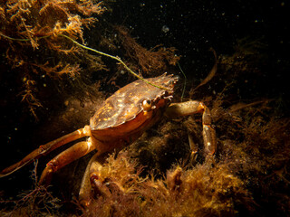 A crab among seaweed and stones. Picture from The Sound, between Sweden and Denmark