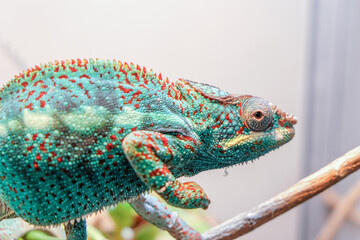 Awesome Panther chameleon (Furcifer pardalis) rests placidly on a branch while waiting to hunt...