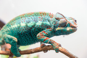 Awesome Panther chameleon (Furcifer pardalis) rests placidly on a branch while waiting to hunt insects in the wild