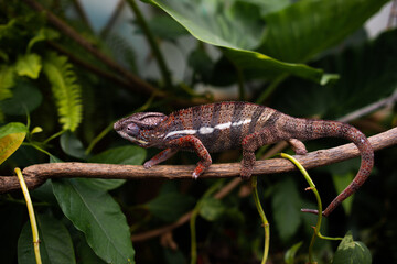 Awesome Panther chameleon (Furcifer pardalis) rests placidly on a branch while waiting to hunt insects in the wild