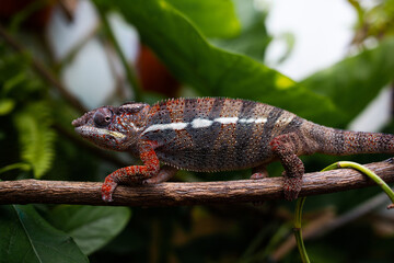 Awesome Panther chameleon (Furcifer pardalis) rests placidly on a branch while waiting to hunt insects in the wild