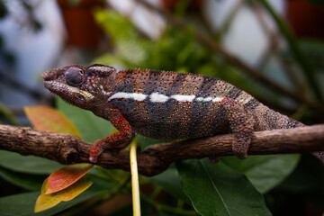 Awesome Panther chameleon (Furcifer pardalis) rests placidly on a branch while waiting to hunt insects in the wild