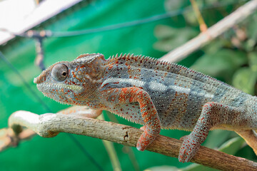 Awesome Panther chameleon (Furcifer pardalis) rests placidly on a branch while waiting to hunt insects in the wild