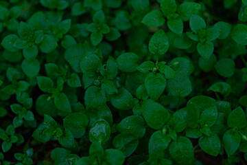 Close-up of water droplets on leaves. Green leaves with dew drops.