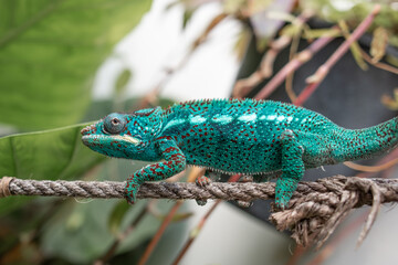 Awesome Panther chameleon (Furcifer pardalis) rests placidly on a branch while waiting to hunt insects in the wild