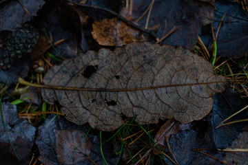 Old wet autumn leaf in dark deep red and brown tones.