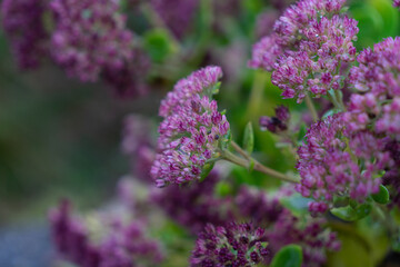 Fototapeta premium Background of deep purple flowers with bright green background