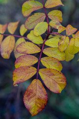 Closeup shot of fading yellow leaves on the tree twig in the forest against a green background