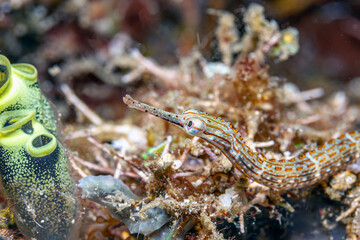 Obraz na płótnie Canvas Pipefishes or pipe-fishes Syngnathinae
