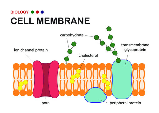 Biological diagram show structure of cell membrane or plasma membrane which envelope the cell in living organism
