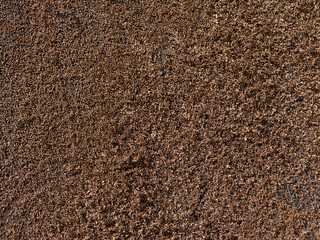 枯れた植物で覆われた壁