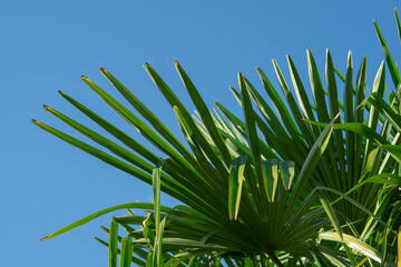 Green palm tree on clear blue sky