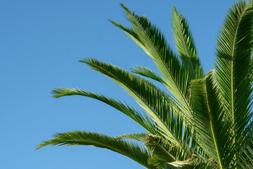 Green palm tree on clear blue sky