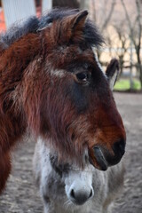 Fototapeta premium portrait of a donkey