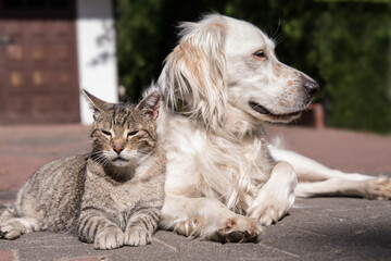 Dog and cat playing together outdoor. Cat and dog friendship, cat and dog in love