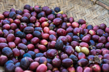 Coffee beans raw close up in a dry basket in the sun