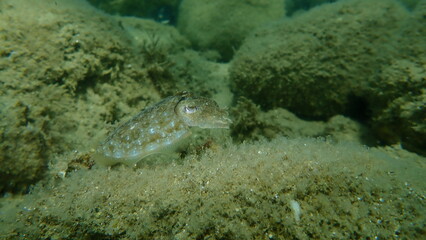 Common cuttlefish or European common cuttlefish (Sepia officinalis) undersea, Aegean Sea, Greece, Halkidiki