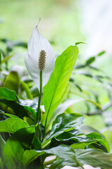 Spathiphyllum. White Calla, a flower close-up in summer in daylight.