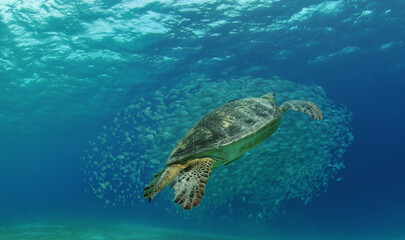 Meeresschildkröte bei einem Makrelenschwarm 