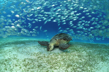 Obraz na płótnie Canvas Meeresschildkröte bei einem Makrelenschwarm 