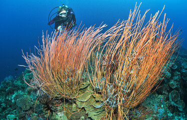 Taucherin bei Peitschenkorallen 