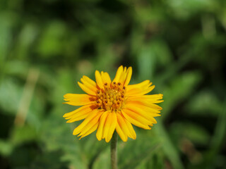 blooming yellow flowers on field bright beautiful flower