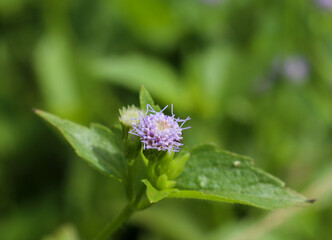 Beautiful small wild flowers close up with green grass background