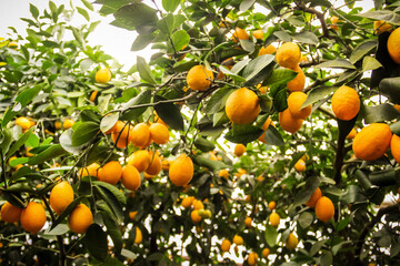 lemonarium - nursery, grow and bear fruit lemons, greenhouses