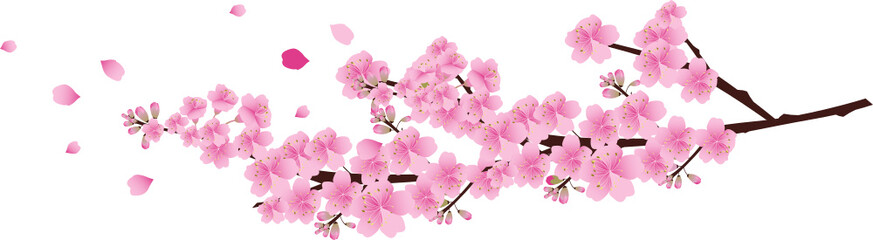 sakura flower © ronnarid