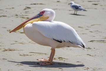 Great White Pelican, Walvis Bay, Namibia