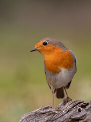 Petirrojo
Robin
Erithacus rubecula