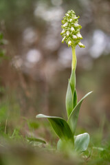 Orquídea gigante albina
Himantoglossum robertianum
Barlia