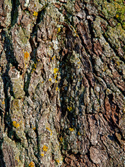 Tree bark, wood and metal products as wallpaper, texture, background for the desktop. Photos were taken in the second half of 2021 in Podlasie, Poland.