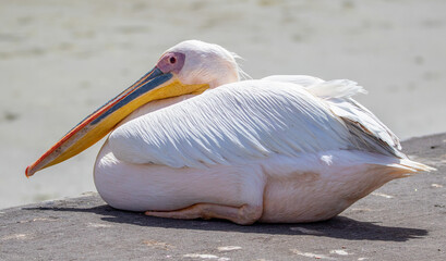 Great White Pelican, Walvis Bay, Namibia